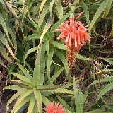 Aloe ngobitensis (Kenya)